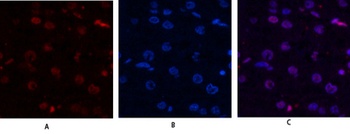 Histone H4 rabbit pAb Antibody