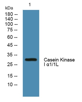 Casein Kinase I α1/1L rabbit pAb Antibody