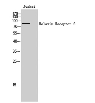 Relaxin Receptor 2 antibody