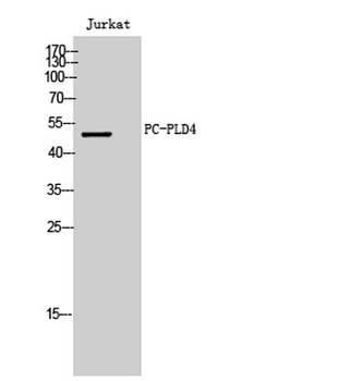 PC-PLD4 rabbit pAb