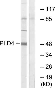 PC-PLD4 rabbit pAb Antibody