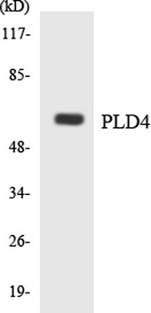 PC-PLD4 rabbit pAb Antibody