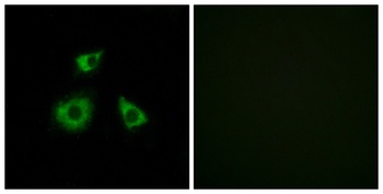 MRP-L52 rabbit pAb