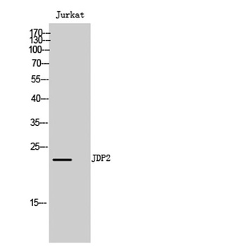 JDP2 rabbit pAb