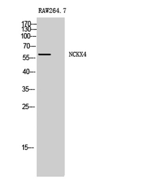 NCKX4 antibody