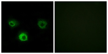CKR-4 rabbit pAb
