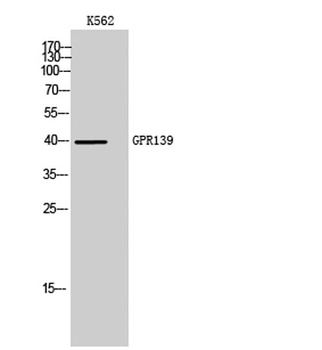 GPR139 antibody