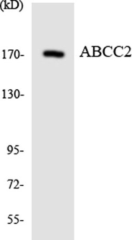 MRP2 rabbit pAb Antibody