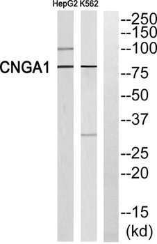 CNG-1 antibody