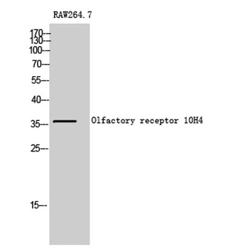 Olfactory receptor 10H4 rabbit pAb