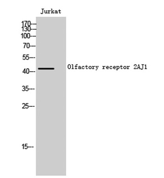 Olfactory receptor 2AJ1 antibody
