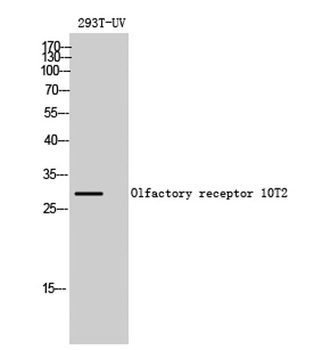 Olfactory receptor 10T2 antibody