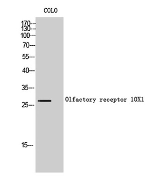 Olfactory receptor 10X1 rabbit pAb