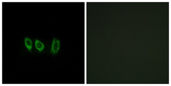 Cystatin L1 rabbit pAb