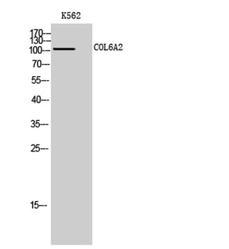 COL6A2 antibody