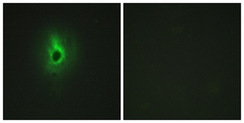 COL6A3 antibody