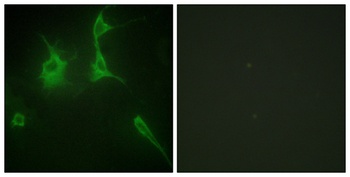 COL9A3 antibody