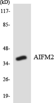 COL17A1 rabbit pAb