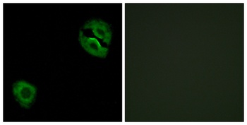 COL19A1 antibody