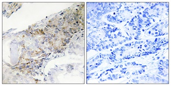 COX5b antibody