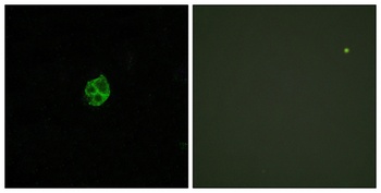 GPR151 antibody