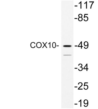 COX10 rabbit pAb Antibody