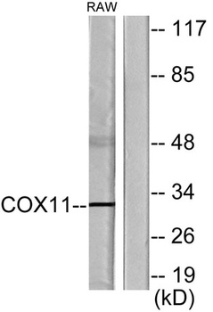 COX11 antibody