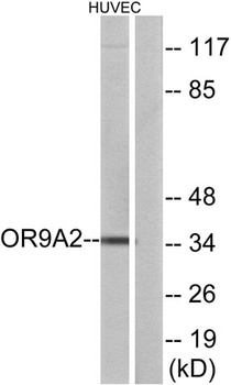 Olfactory receptor 9A2 antibody