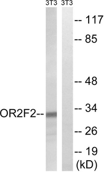 Olfactory receptor 2F2 antibody
