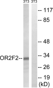 Olfactory receptor 2F2 rabbit pAb