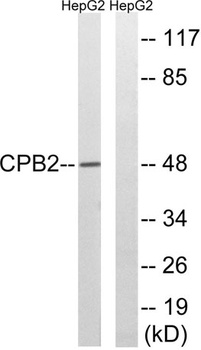 TAFI antibody