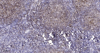 Claudin-4 (phospho Tyr208) rabbit pAb