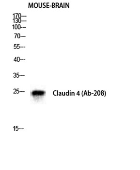 Claudin-4 antibody