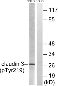 Claudin-3 (phospho-Tyr219) antibody