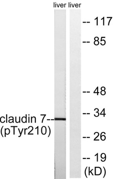 Claudin-7 (phospho-Tyr210) antibody
