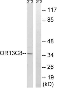 Olfactory receptor 13C8 antibody