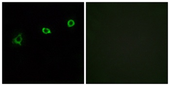 Olfactory receptor 1N1 rabbit pAb