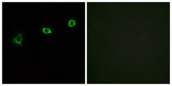 Olfactory receptor 1N1 antibody