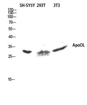 ApoOL antibody