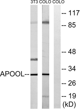 ApoOL rabbit pAb Antibody