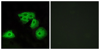 Adenosine A3-R rabbit pAb