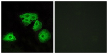 Adenosine A3-R antibody