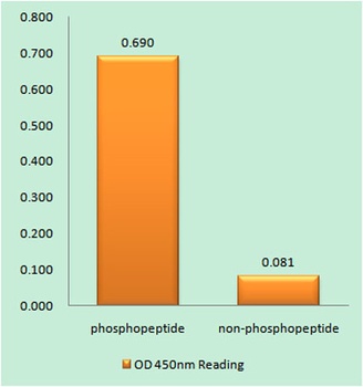 Crystallin-alphaB (phospho-Ser45) antibody