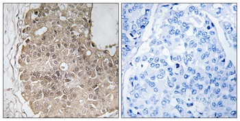 PARP-4 antibody