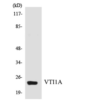 v-SNARE Vti1a antibody