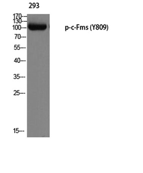 c-Fms (phospho-Tyr809) antibody