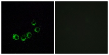 Olfactory receptor 10A5 rabbit pAb