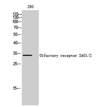 Olfactory receptor 2AG1/2 antibody