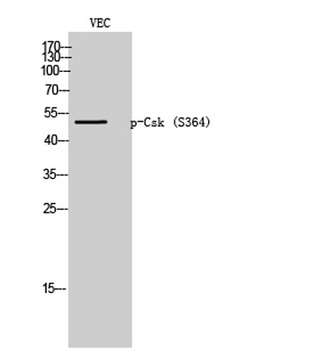 Csk (phospho-Ser364) antibody