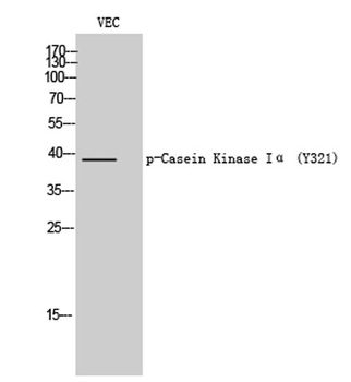 Casein Kinase Ialpha (phospho-Tyr321) antibody